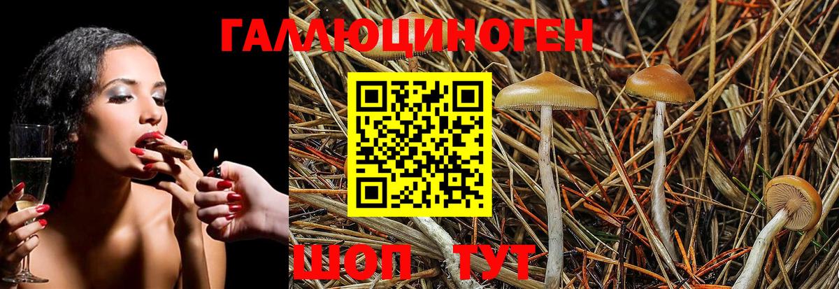 Галлюциногенные грибы Psilocybine cubensis Лабытнанги